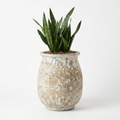 Boca Concrete Planter styled with a Snake Plant