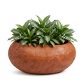 Boca GRC Planter with Aglaonema