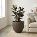 Centa planter with a rubber plant in a living room