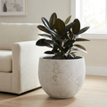 Aura planter with a rubber plant in a living room