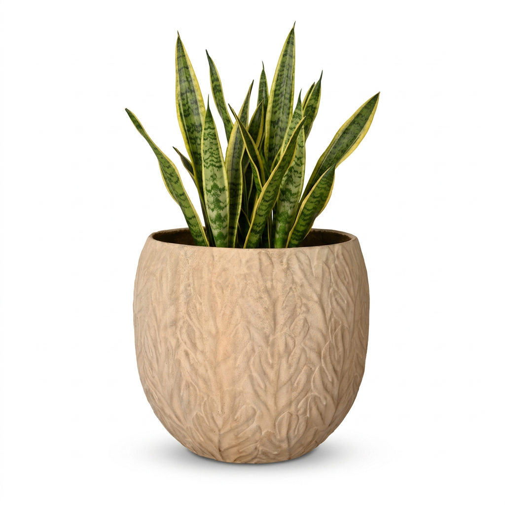 Tisha planter with Snake Plant on plain white background