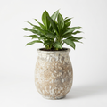 Boca Concrete Planter styled with an Aglaonema