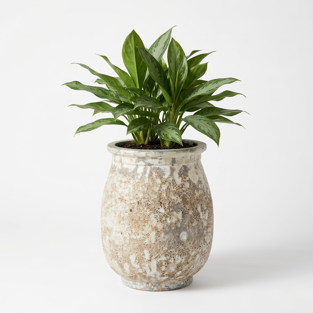 Boca Concrete Planter styled with an Aglaonema