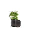 This beautiful large black metal planter by Palasa can bring life to any space. Use this black metal indoor planter pot set any where in your living room, bedroom or even entryway. Buy Indoor planter pot for living room India online.