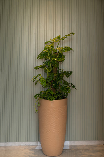 Design your living spaces with our best seller- Milano Planter. A stunning blend of style and functionality, this slender and sleek planter can bring any dull corner to life making it a perfect addition to any home.