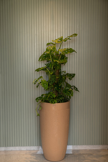 Milano FRP Planter (Sandal Paste)