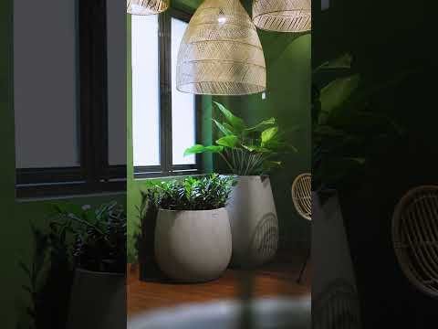 The Dewdrop FRP planter is functional and easy to maintain. Can be placed both Indoors and Outdoors.