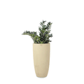 This set of three FRP planters by Palasa is sure to create a lovely corner in your balcony or indoor area. The beige tall planters pots are perfect for your balcony garden or living room. Buy living room planters today at Palasa