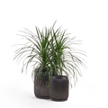 This beautiful large black metal planter by Palasa can bring life to any space. Use this black metal indoor planter pot set any where in your living room, bedroom or even entryway. Buy Indoor planter pot for living room India online.