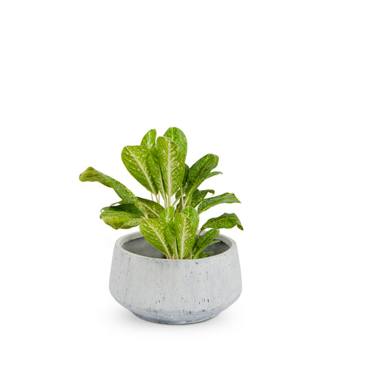 Bonsai Planter White