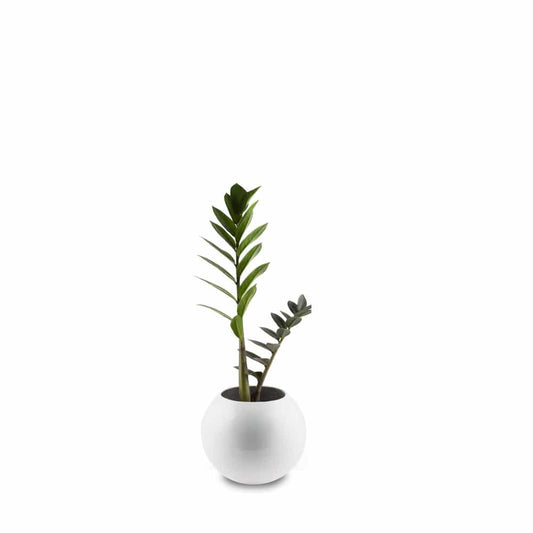 Circle of Life Planter - Studio Palasa