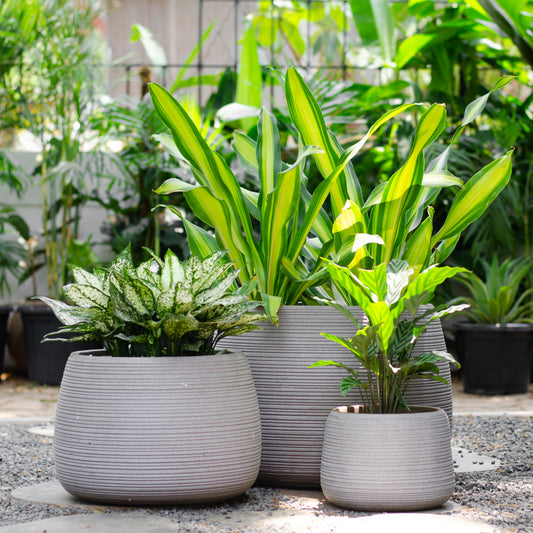 This GRC Planter set is one that compliments both traditional and modern homes and gardens. The round shape makes these planters the perfect solo planter or as an unplanted statement to accent various architectural styles. This Large planter is the ideal combination of Fibreglass with an earthy appearance, and it is sure to stand out in any setting. 