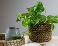 Lyra Desk planters- buy sustainable planters online india