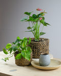 Lyra Desk planters- buy sustainable planters online india