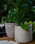 The GRC Marley Planter by Studio Palasa. This concrete large Planter pot has a raw textured look that works in any home or garden. Long planter with a beautiful dual tone finish.