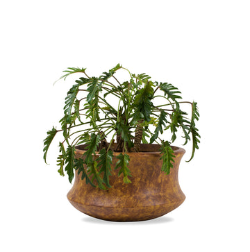 Galileo's rustic finish looks great both indoors and out, and decor enthusiasts adore its flared base and tapering center.  These rustic planters work well with the Philodendron Xanadu, Lady Palm or even the Areca palm.