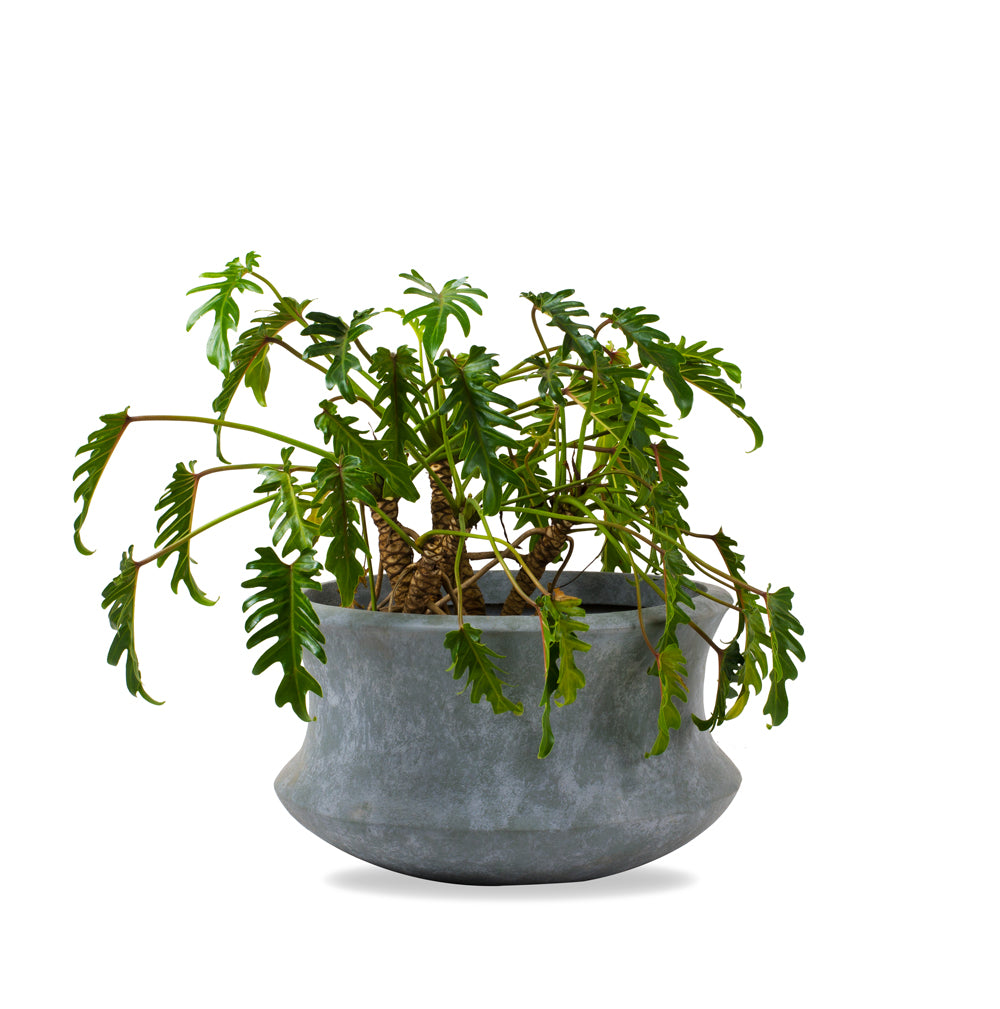 Galileo's rustic finish looks great both indoors and out, and decor enthusiasts adore its flared base and tapering center.  These rustic planters work well with the Philodendron Xanadu, Lady Palm or even the Areca palm.