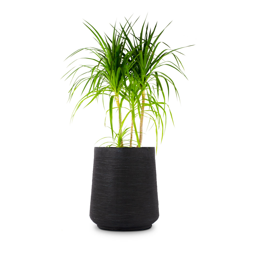 Buy round circular planters in Bangalore online. Black planters that have a beautiful texture in Black and white available online in India