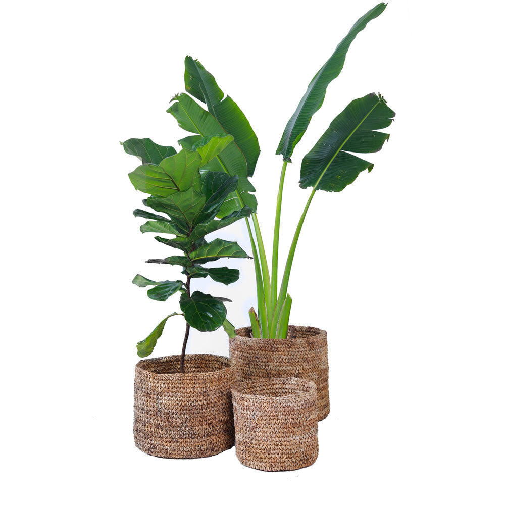 Lyra Basket planters can be placed indoors. Sustainable indoor planters in a variety of sizes. buy planters online now