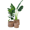 Lyra Basket planters can be placed indoors. Sustainable indoor planters in a variety of sizes. buy planters online now