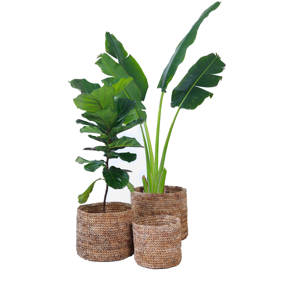 Buy Lyra basket planter online now at Palasa. Available in many sizes . Buy fiber basket planters online at Stduio Palasa.