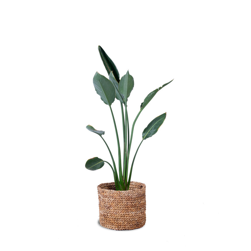 Buy Lyra basket planter online now at Palasa. Available in many sizes . Buy fiber basket planters online at Studio Palasa.