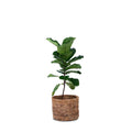 Lyra - Studio Palasa. Lyra Basket planters can be placed indoors. Sustainable indoor planters in a variety of sizes