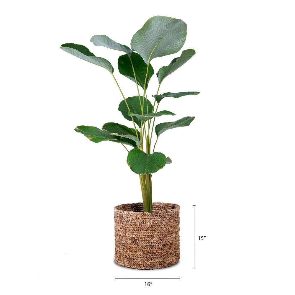 Buy Lyra basket planter online now at Palasa. Available in many sizes . Buy fiber basket planters online at Studio Palasa.