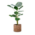Lyra - Studio Palasa. Lyra Basket planters can be placed indoors. Sustainable indoor planters in a variety of sizes