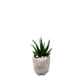 Owl Planter - Studio Palasa