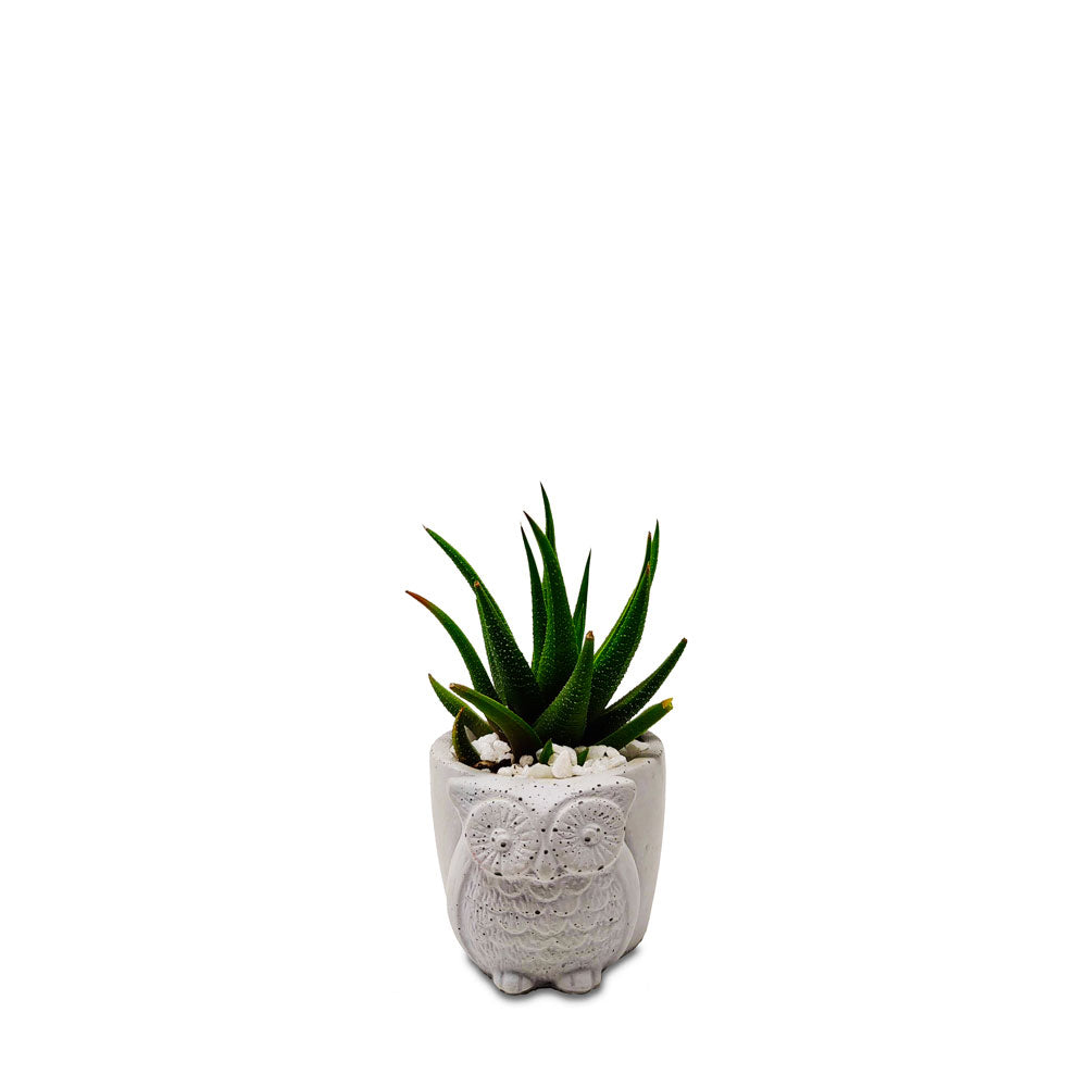 Owl Planter - Studio Palasa