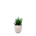 Owl Planter - Studio Palasa