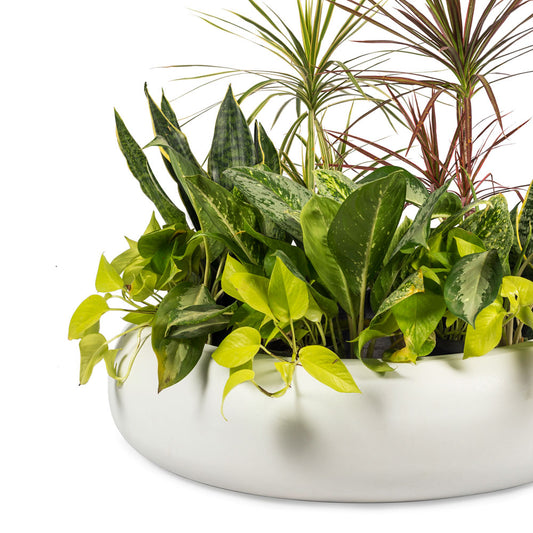 Collider Pond FRP White Planter is a perfect choice for growing water lilies or creating a stunning succulent garden. Place it indoors or outdoors - its lightweight and durable design ensures that it stands the test of time. The round shape and unique design make it a great accent piece to any flower bed.