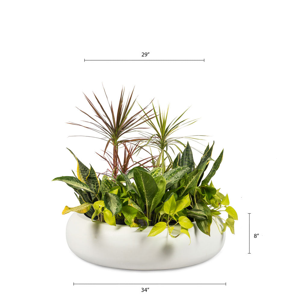 Collider Pond FRP White Planter is a perfect choice for growing water lilies or creating a stunning succulent garden. Place it indoors or outdoors - its lightweight and durable design ensures that it stands the test of time. The round shape and unique design make it a great accent piece to any flower bed.