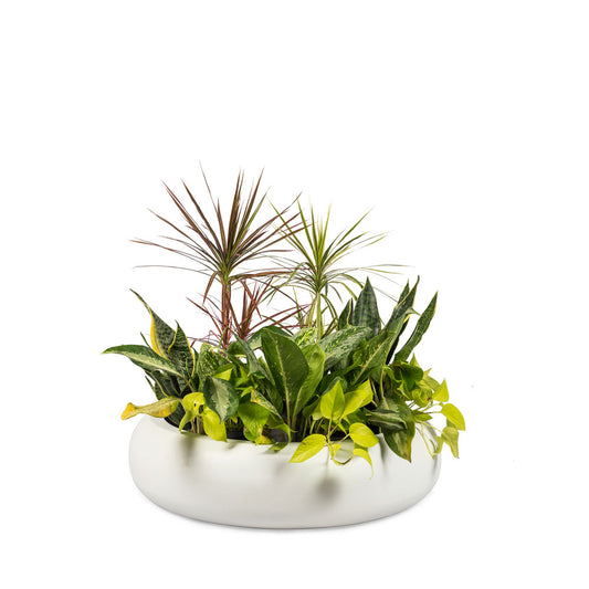 Collider Pond FRP White Planter is a perfect choice for growing water lilies or creating a stunning succulent garden. Place it indoors or outdoors - its lightweight and durable design ensures that it stands the test of time. The round shape and unique design make it a great accent piece to any flower bed.