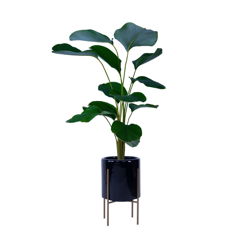 The Rolld Medium Black With Metal Stands—a beautiful slender, functional planter with stands that draws attention to your plants in any space. This planter pot is the ideal combination of FRP and both glossy appearances, and it is sure to stand out in any setting! 