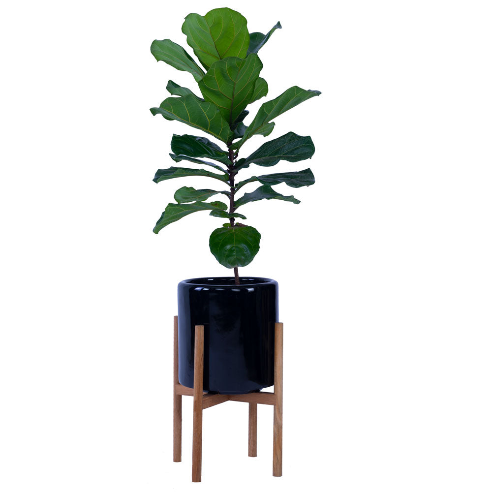 Rolld Medium Black with Wood Stands - Studio Palasa