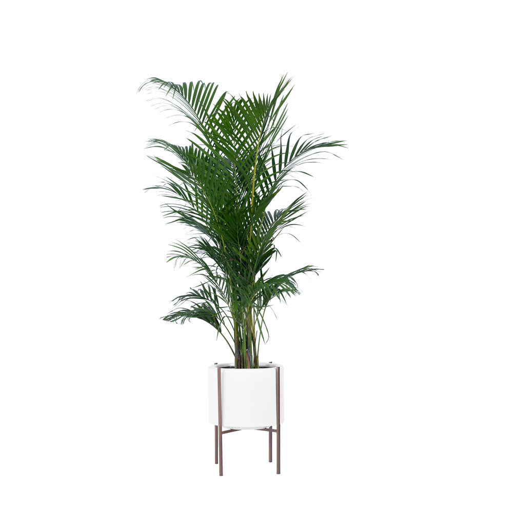 Rolld Small with Metal Stands - Studio Palasa