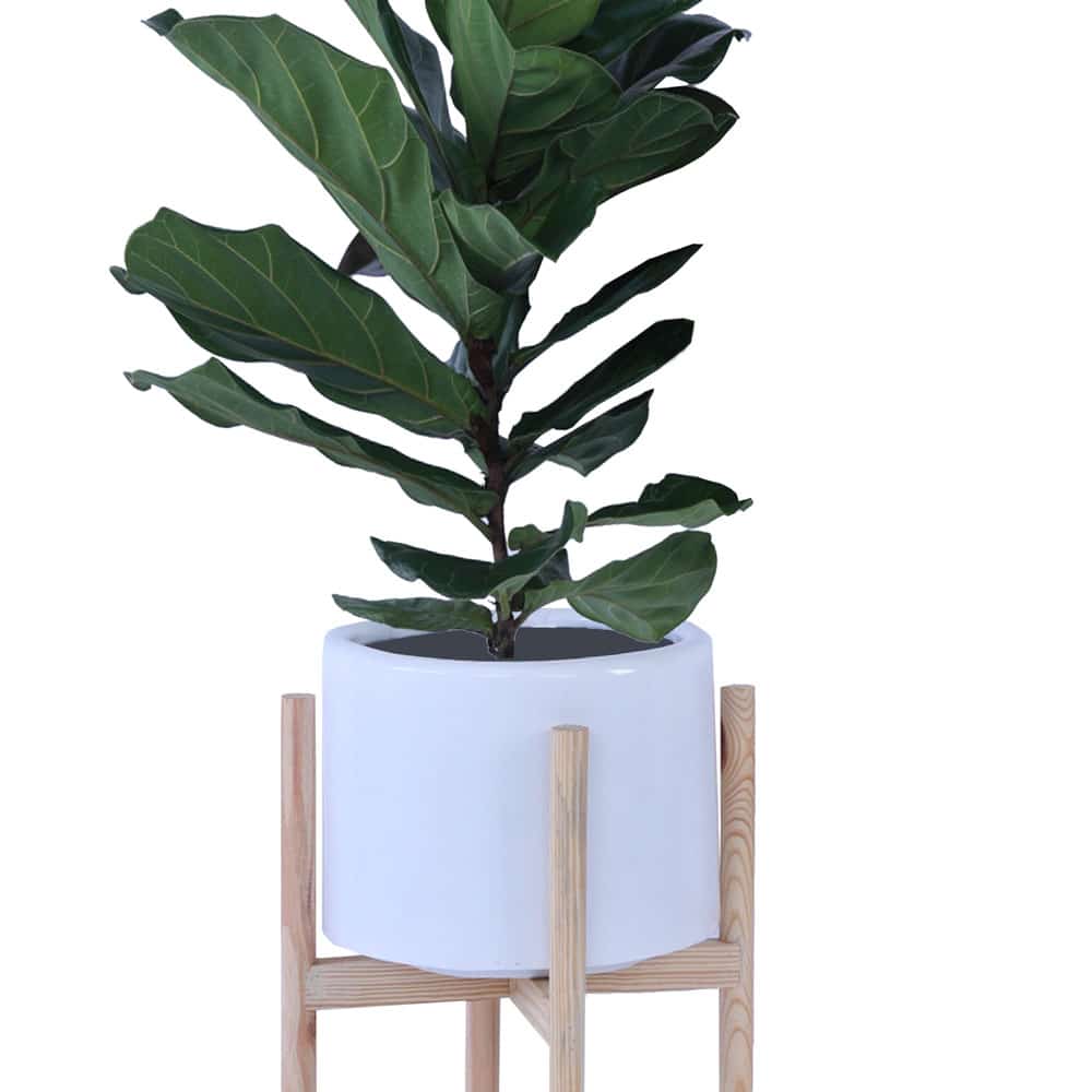 Rolld Small with Wood Stands - Studio Palasa