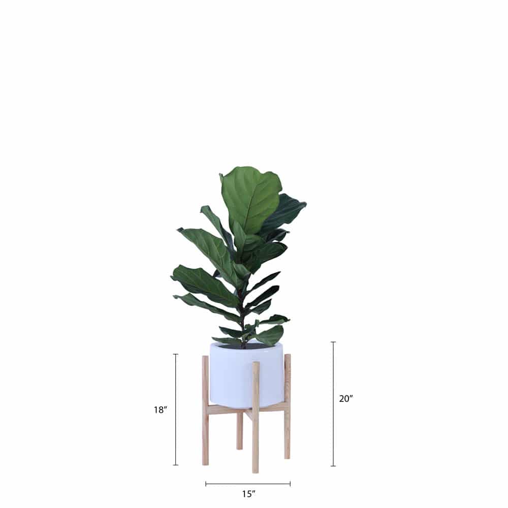 Rolld Small with Wood Stands - Studio Palasa