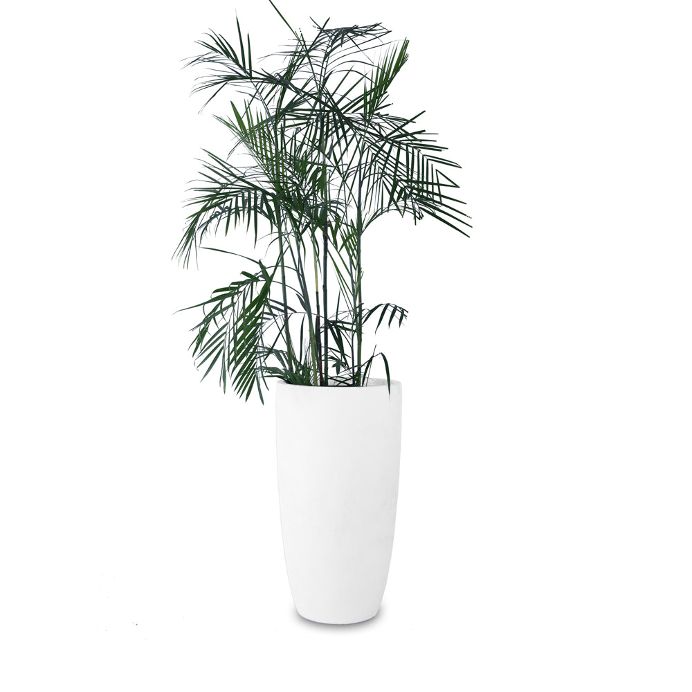 Saturn tall Circular FRP Planter by Studio Palasa is a perfect planter for decorating any corner of your home. This sleek yet lightweight round planter comes in many colours, making it a great choice for smaller homes . 