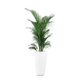 a9922ec0-1b6c-4f27-ae40-b72d118bde6f/Saturn-Small-White-Textured-With-Plant.jpg