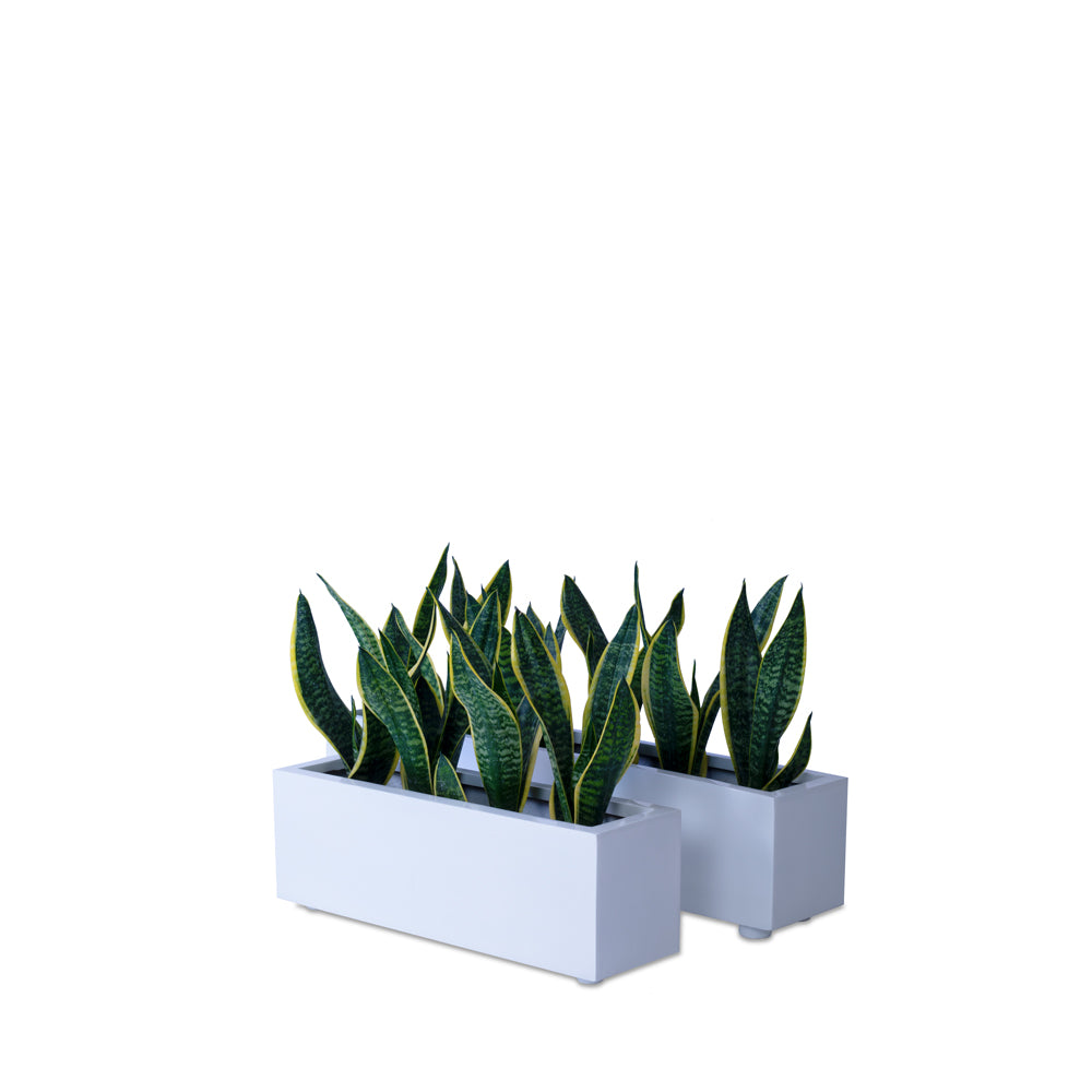 This Sland FRP Rectangular Planter Pot is perfect for any garden. Its sleek modern design and lightweight material make it great for herbs, kitchen garden, balcony garden, or even indoors. The rectangular design is perfect smaller spaces. 