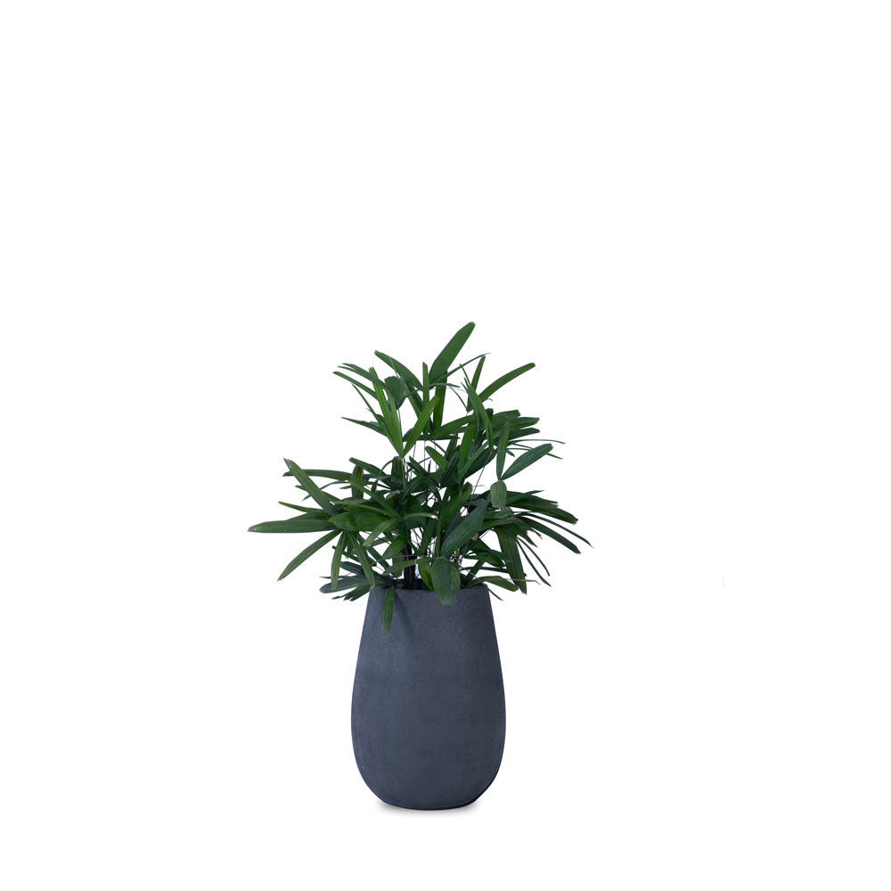 Teardrop Medium Planter - Studio Palasa