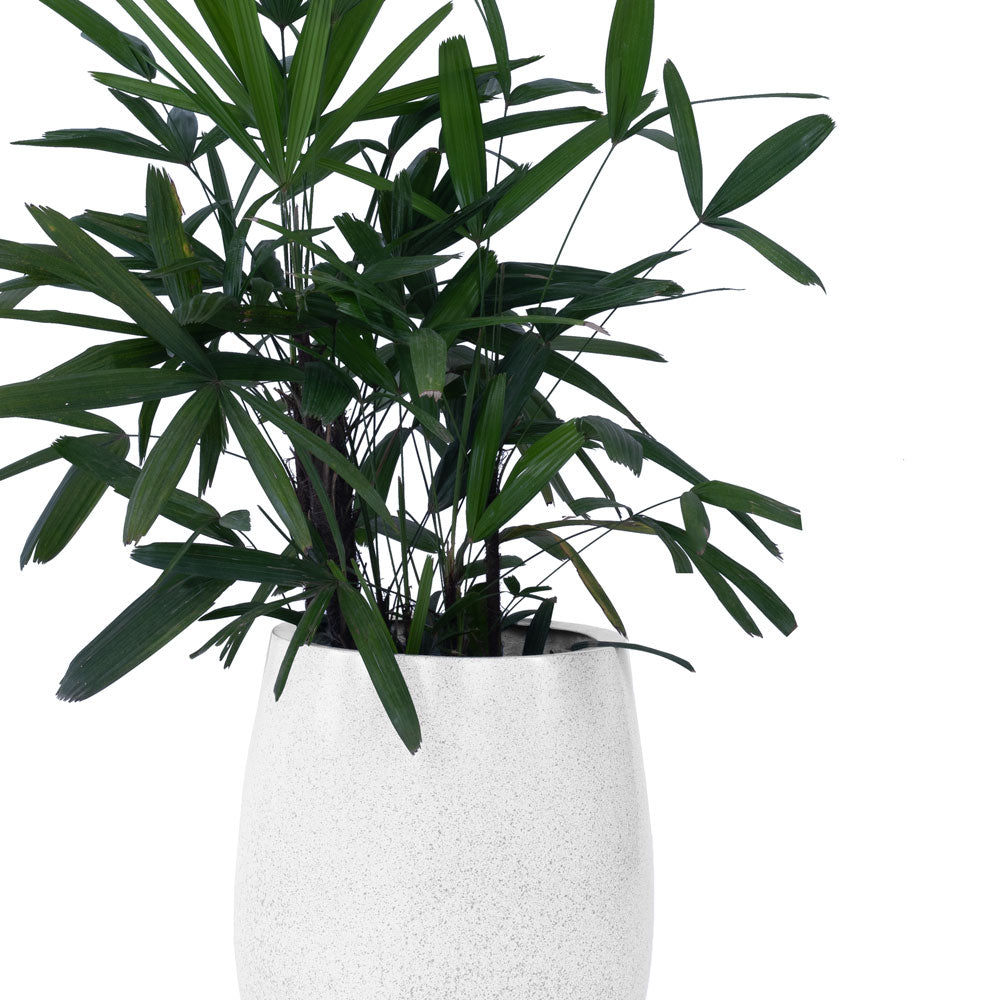 Teardrop Small Planter - Studio Palasa