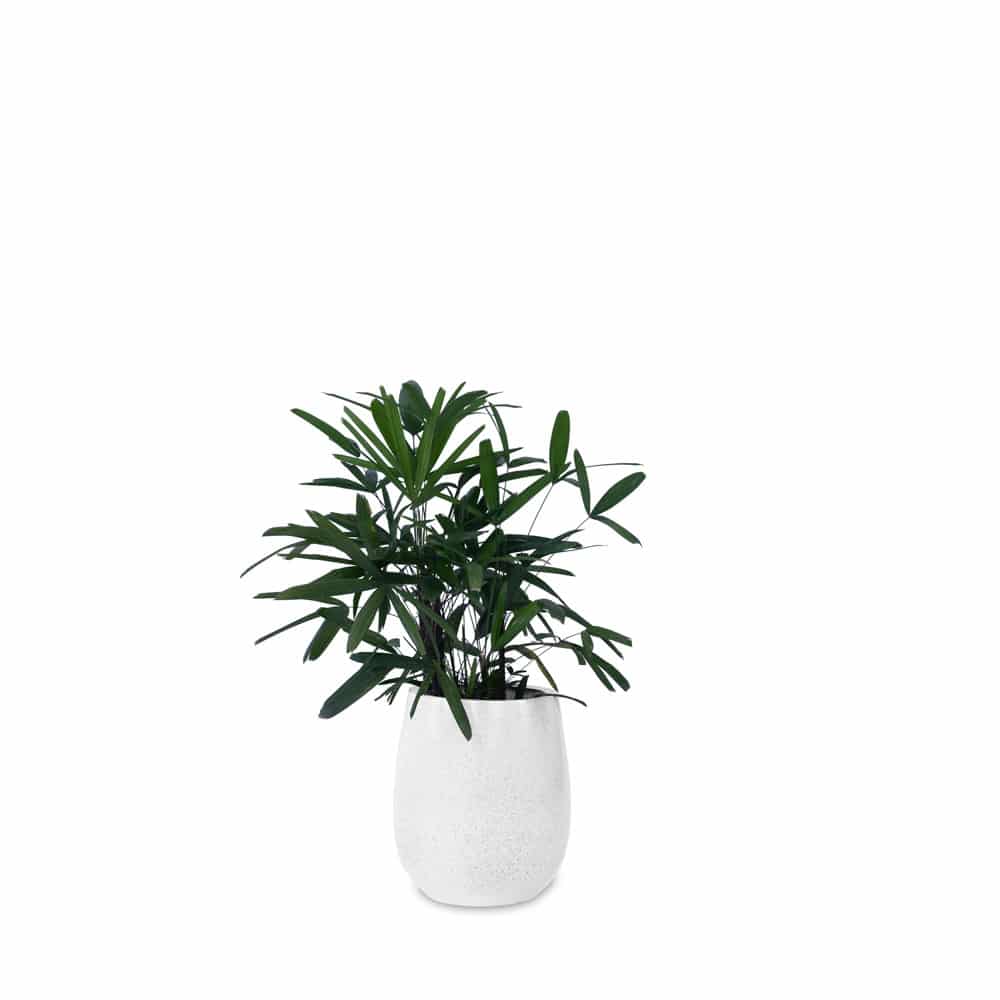 Teardrop Small Planter - Studio Palasa