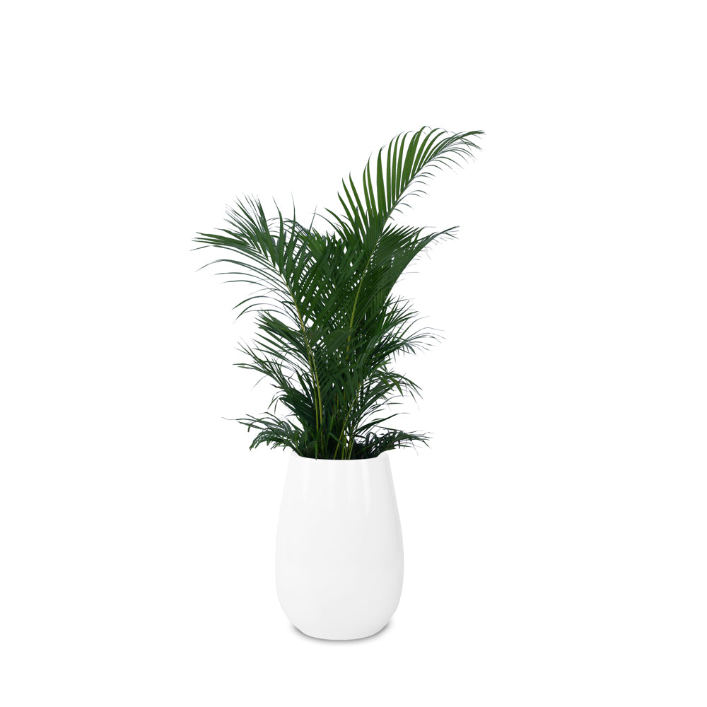 Teardrop Medium Planter - Studio Palasa