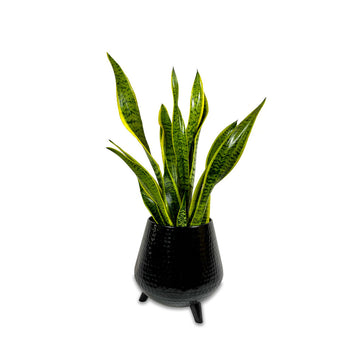 UFO Planter Black