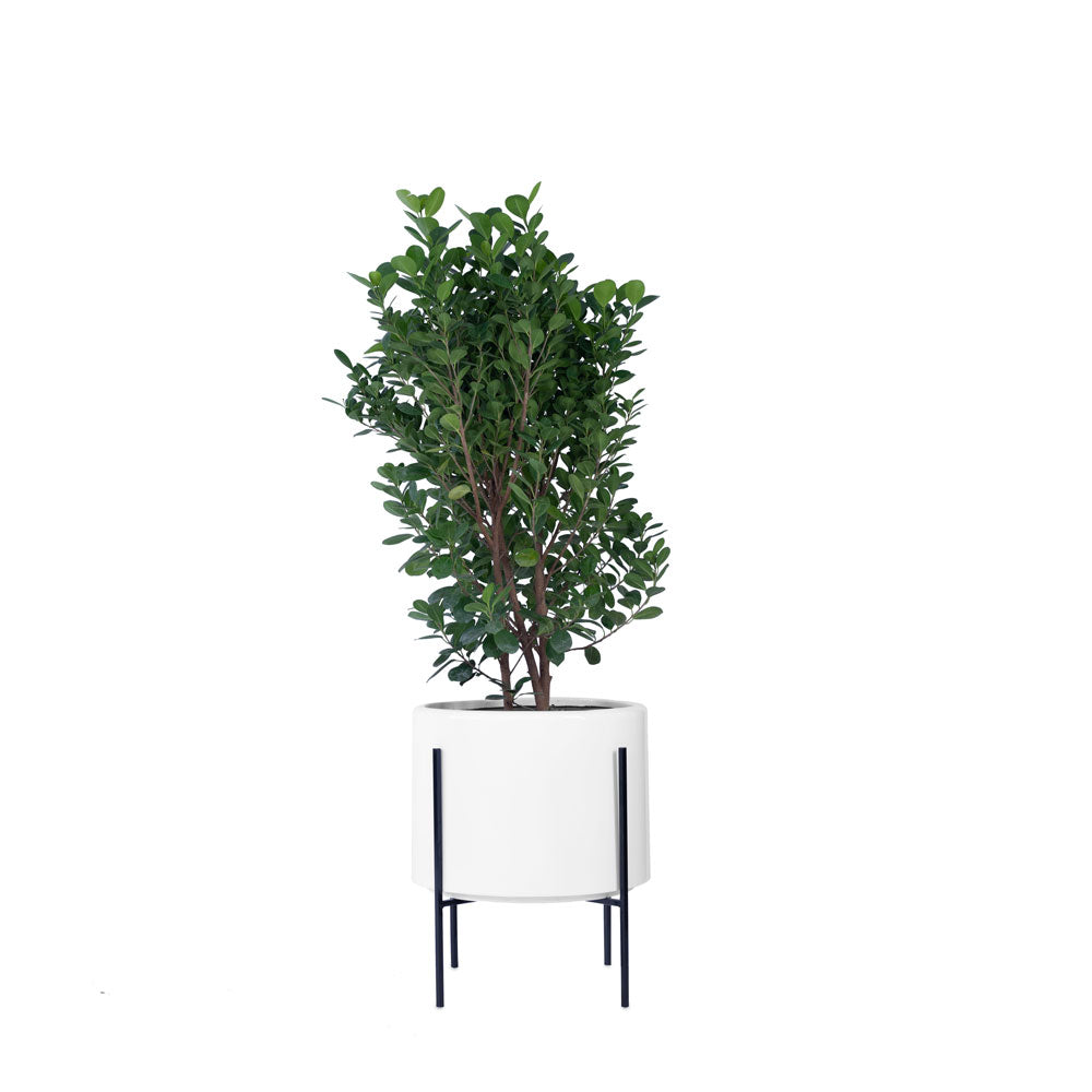 Whirlpool Planter With Metal Stands - Studio Palasa