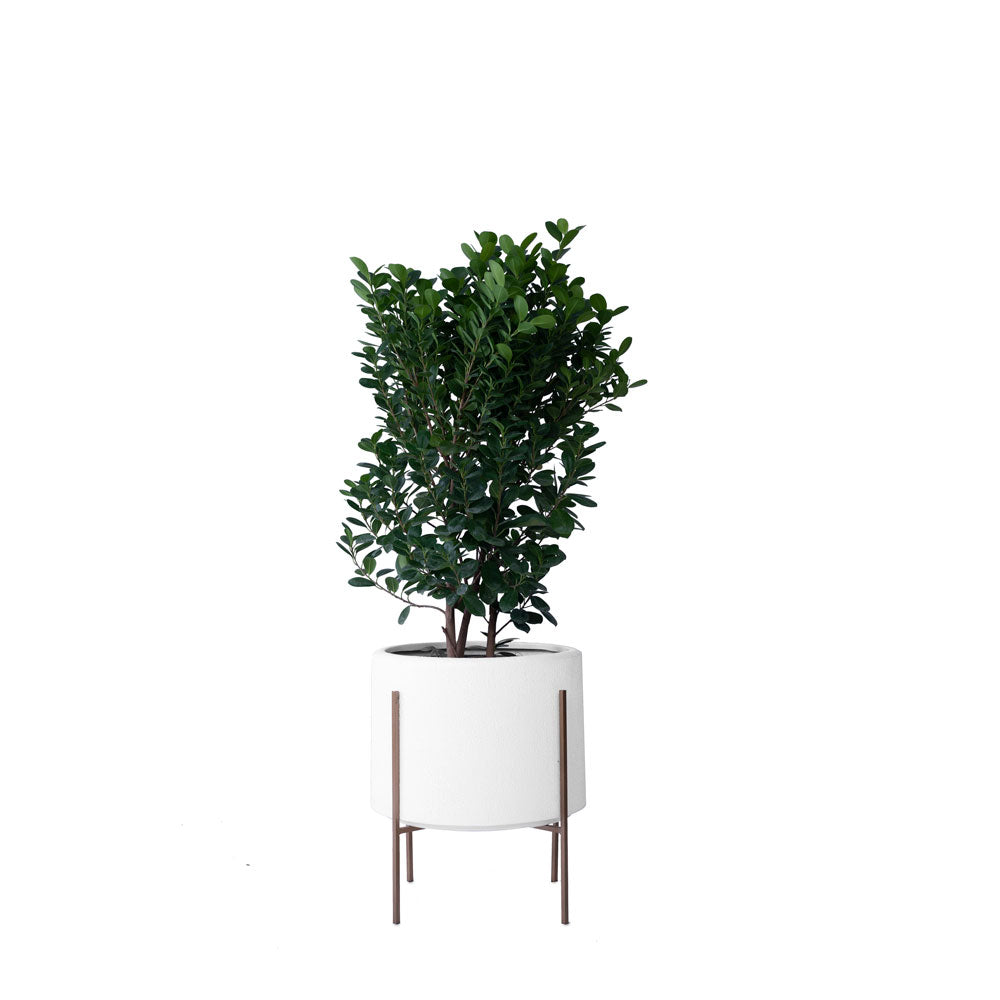 Whirlpool Planter With Metal Stands - Studio Palasa